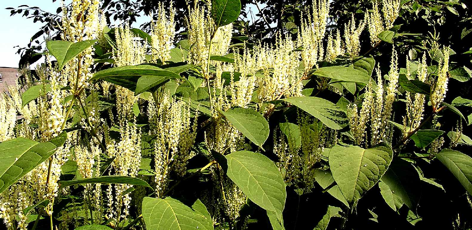 JAPANESE KNOTWEED - 106 CONDITION 17 - The clearance, or at least the filing of a plan to clear this invasive species, was part of, or should have been part of any 106 Agreement, between the property developers: Clarion, Thakeham and/or Latimer, which binds Persimmon and the local authority to take the appropriate action(s). The present situation is anything but ambiguous. It is unclear what Persimmon are claiming as of September 2020. Clarification is being sought.